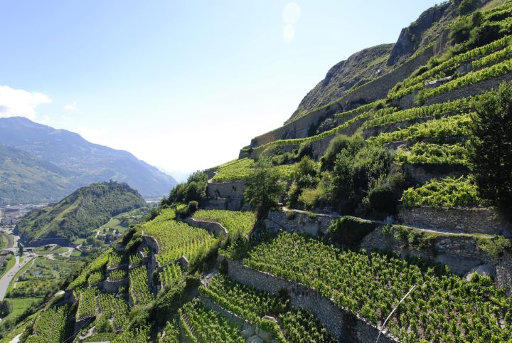 Vineyard Tour, Sion and its region